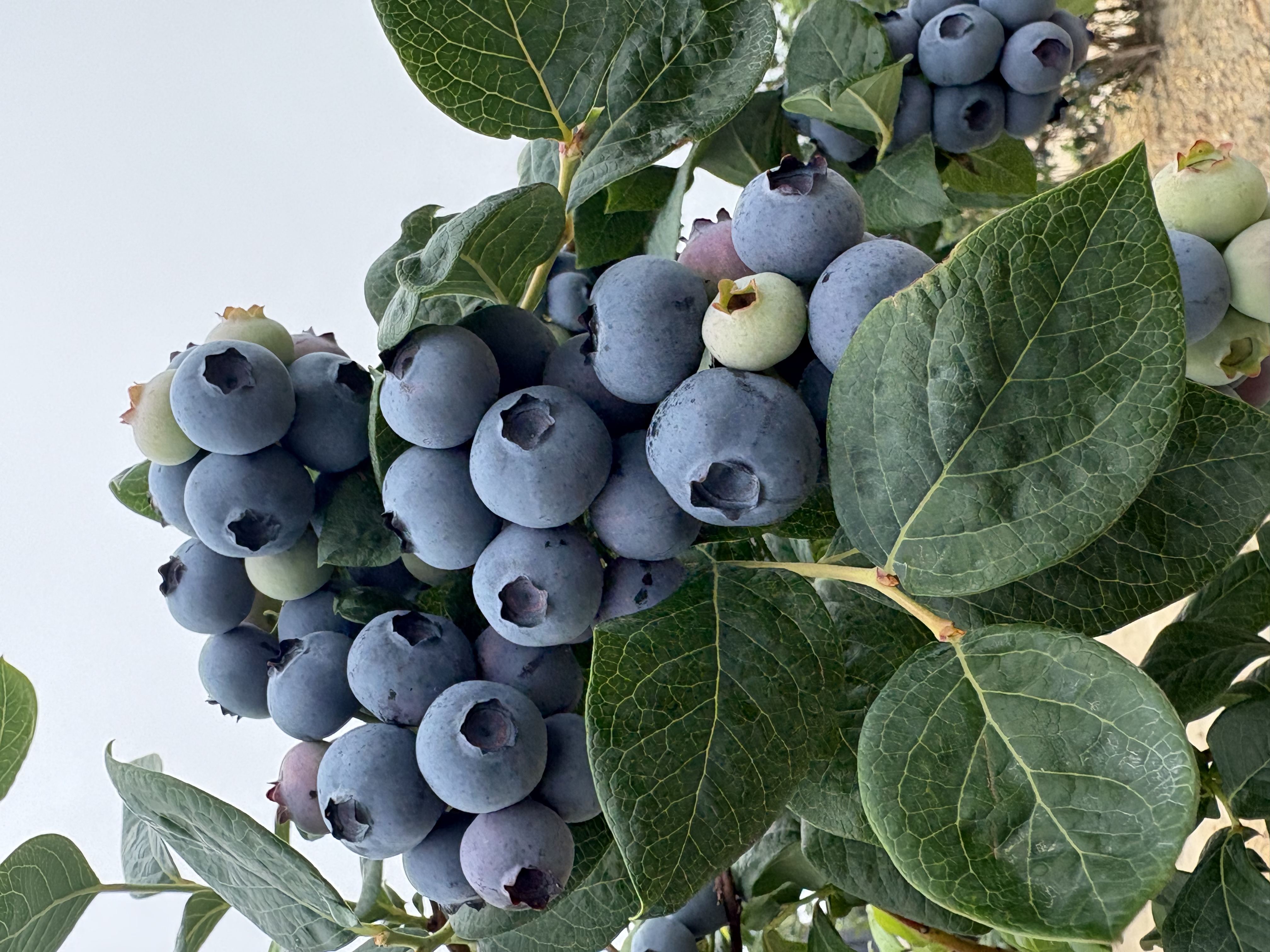 Blueberries ripening on the bush
